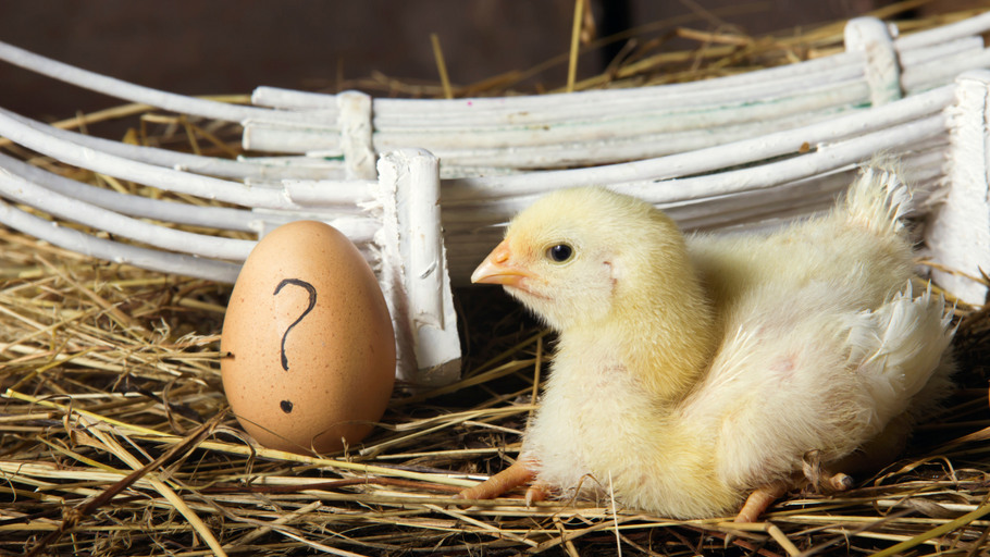 The Chicken or the Egg-- for Startups.